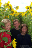 3 Kinder im Sonnenblumenfeld