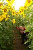 Sonnenblumenlabyrinth